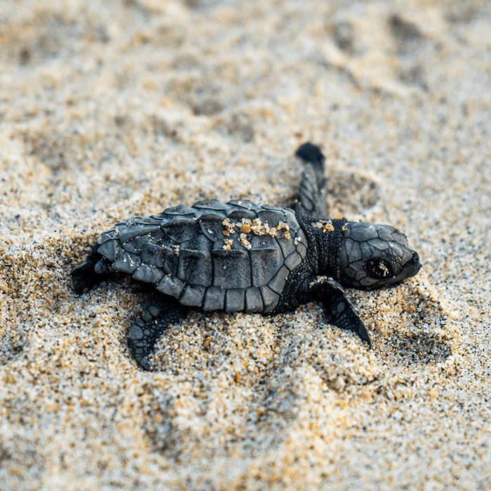 Детеныш черепахи в песке