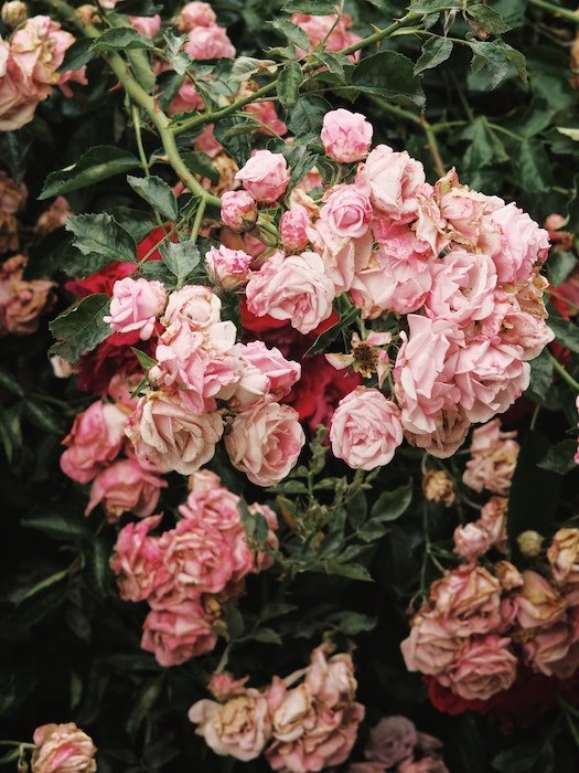 Наклонный снимок розовых роз