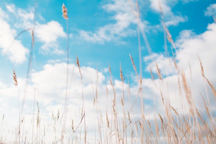 Снимок луговых растений на фоне голубого неба