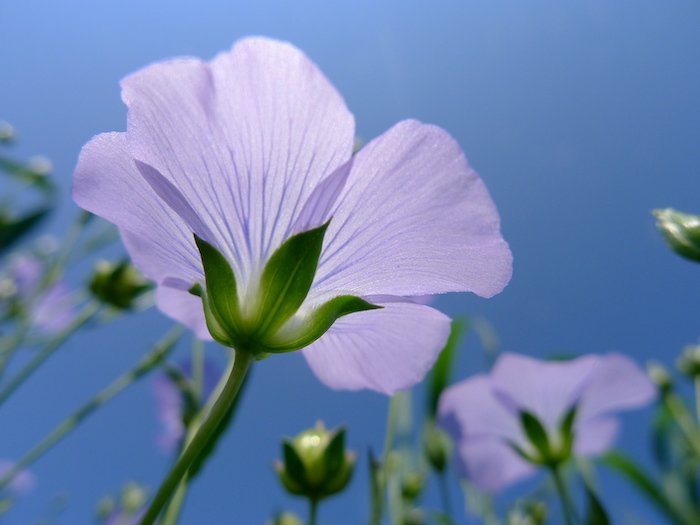 Макроснимок фиолетового цветка, сделанный снизу, как пример фотографии с видом на червя
