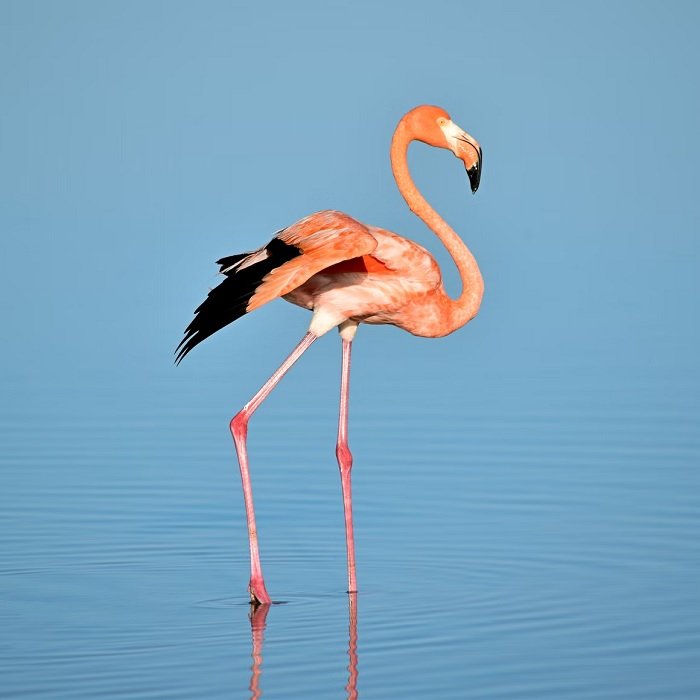 Фламинго бродит в голубой воде, как основной акцент фотографии