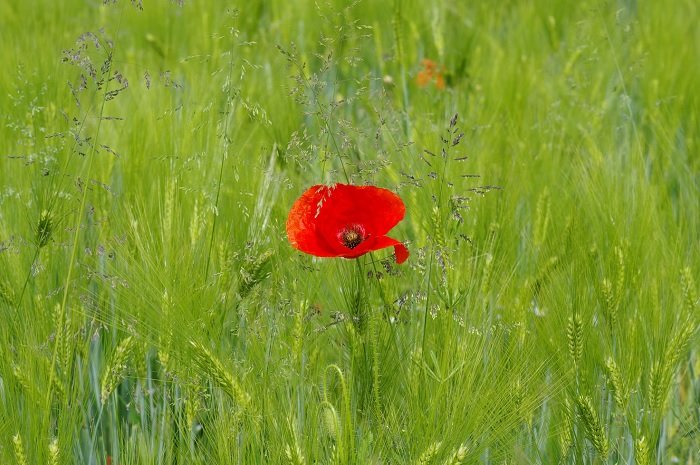 Одинокий красный мак, подчеркнутый в поле длинной зеленой травы