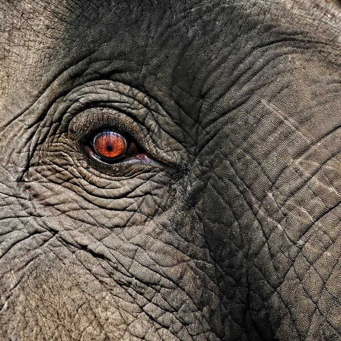 Крупный план глаза слона как пример акцента в фотографии