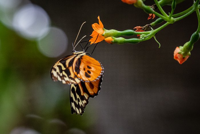 Оранжевая бабочка: оригинальное изображение с фоновым шумом