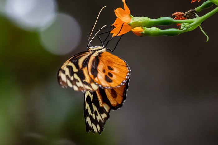 оранжевая бабочка с уменьшенным в фотошопе шумом