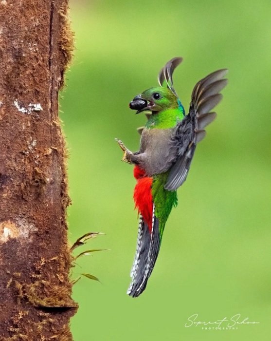 Птица с орехом или фруктом, садящаяся на дерево, пример фотографии птиц