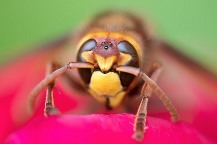 Макрофотография головы осы