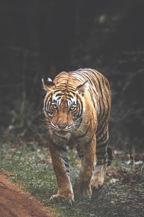 Wildlife shot of the tiger taking a stroll in the jungle