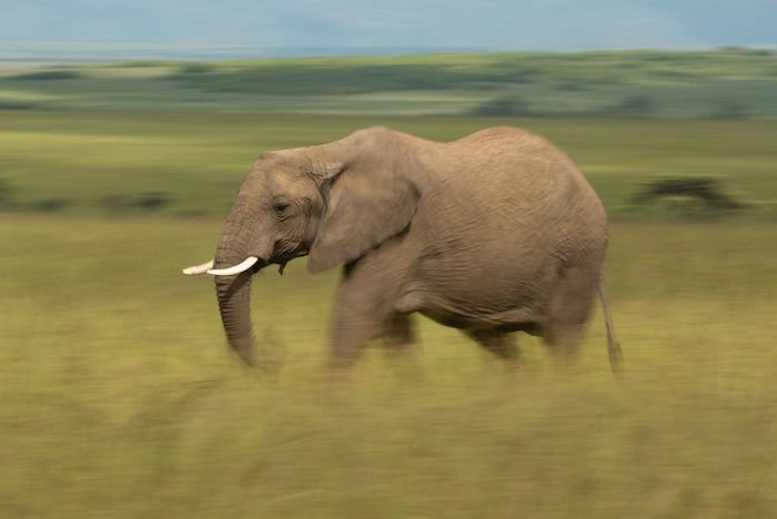 Слон с размытым фоном, снятый в полностью ручном режиме