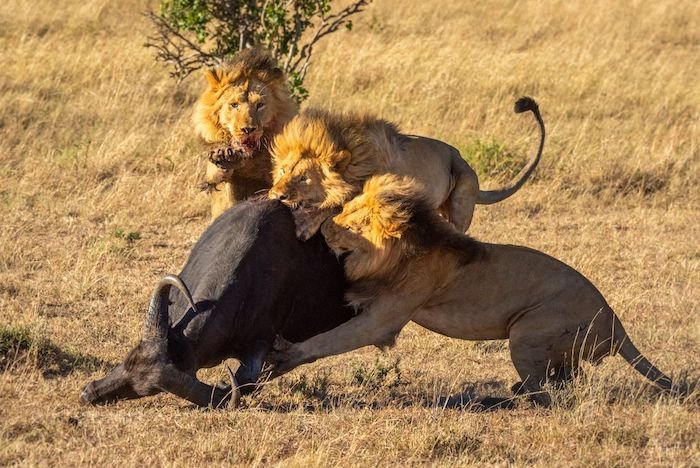 Снимок, сделанный в ручном режиме, когда львы нападают на диких животных