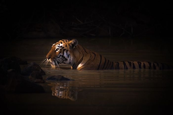 Тигр в воде, снятый в ручном режиме