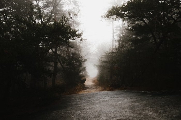 Rainy path through a dark forest