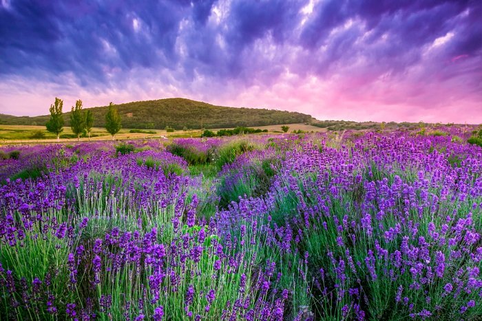 Лавандовое поле под фиолетовым небом
